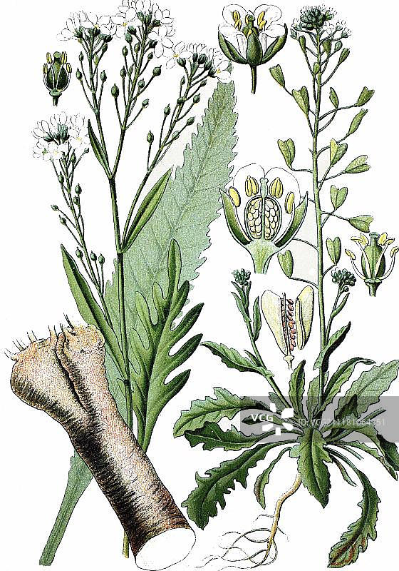 左侧为辣根，右侧为荠菜，药用植物，1870年历史彩色石印图片素材