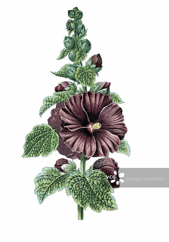 药用植物锦葵，1870年历史彩色石印图片素材