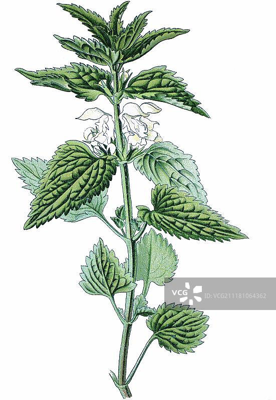 白花野芝麻药用植物古老彩色石印画（1870年）图片素材