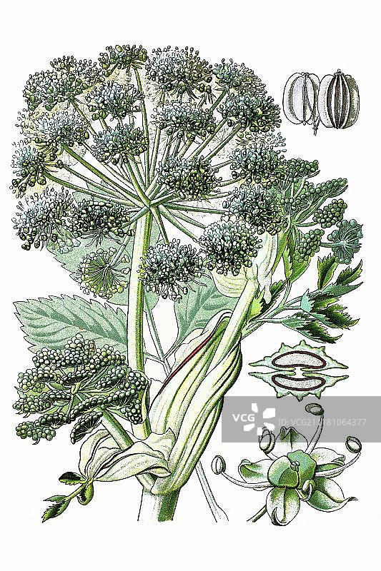 药用植物当归，1870年历史彩色石印图片素材