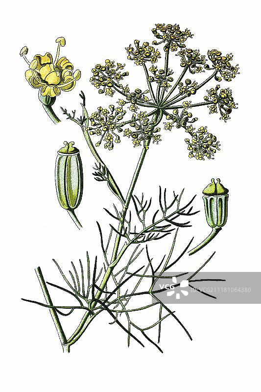 药用植物：茴香（Foeniculum officinale），1870年历史彩石版画图片素材