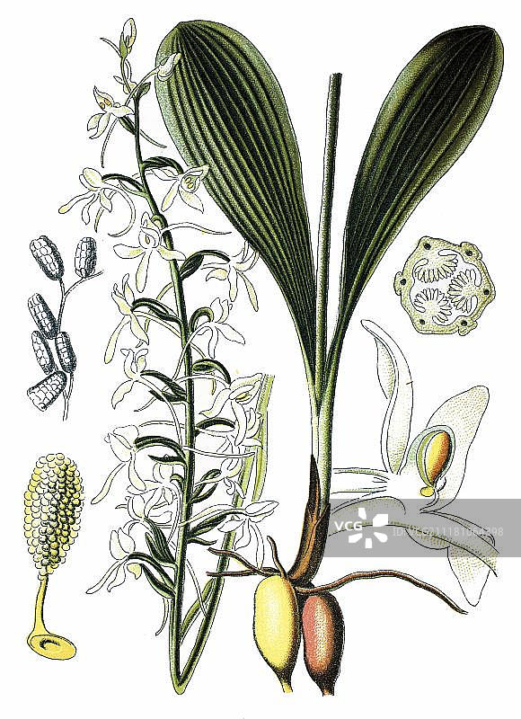 1870年历史彩色石印术：小双叶舌唇兰，药用植物图片素材