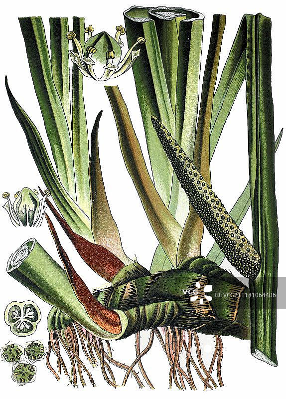 菖蒲，药用植物，1870年历史彩版画图片素材