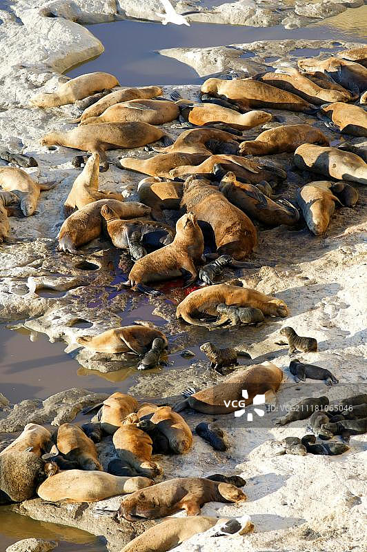 南美海狮（Otaria flavescens），瓦尔德斯半岛，丘布特省，巴塔哥尼亚，阿根廷，南美洲图片素材