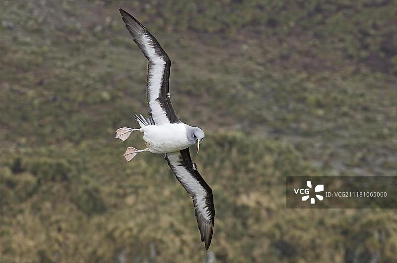 灰头信天翁，南乔治亚埃尔斯胡尔海岸悬崖图片素材