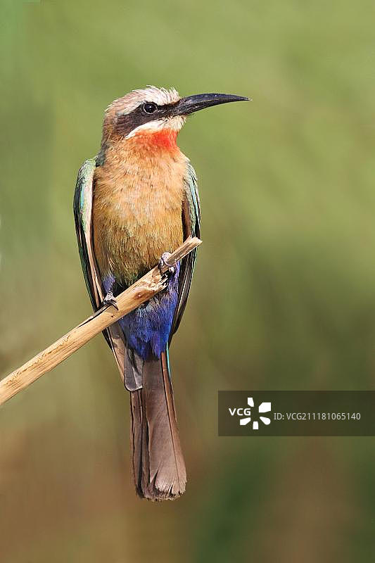 博茨瓦纳奥卡万戈三角洲的白额蜂虎鸟图片素材