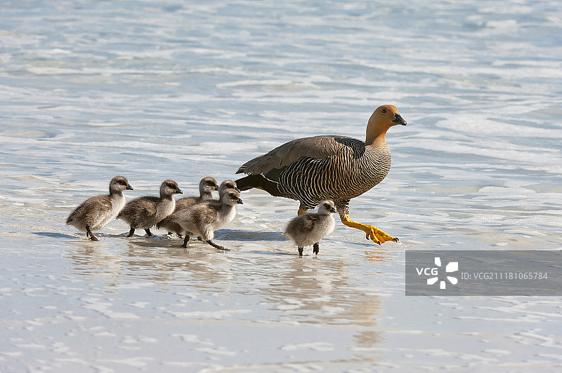 麦哲伦雁，带着小雁的雌鸟在岸边行走，桑德斯岛，福克兰群岛，南美洲图片素材