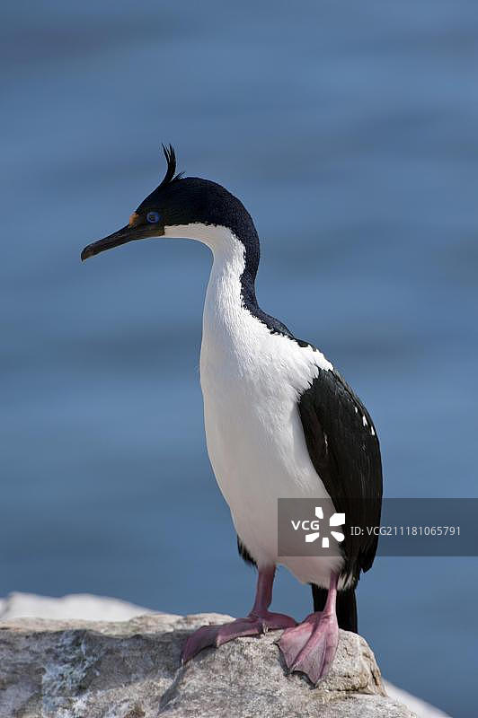 蓝眼鸬鹚（须鸬鹚），新岛，福克兰群岛，南美洲图片素材