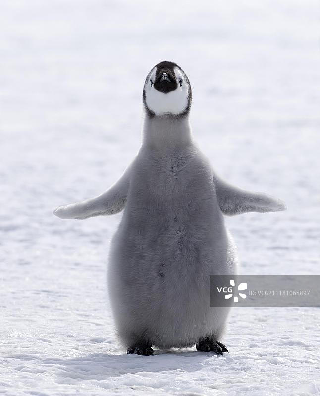 帝企鹅（Aptenodytes forsteri），幼鸟，站在雪地上，威德尔海雪山岛，南极洲图片素材