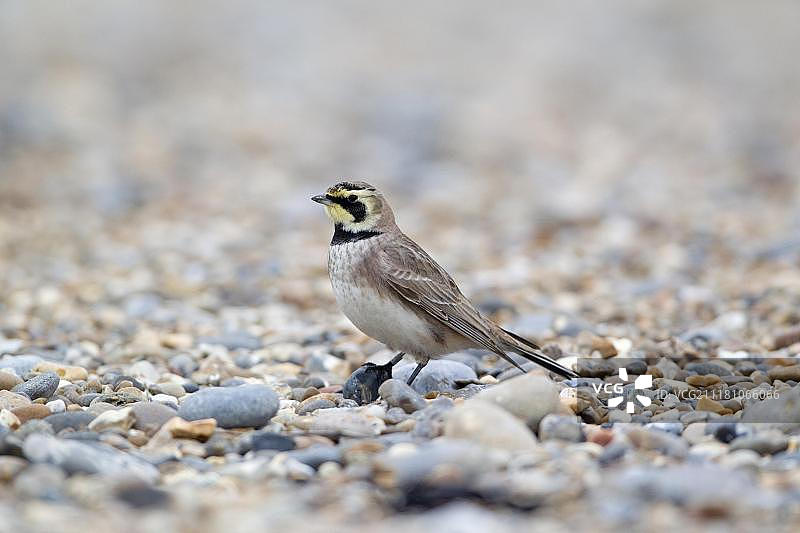成年冬羽角百灵图片素材