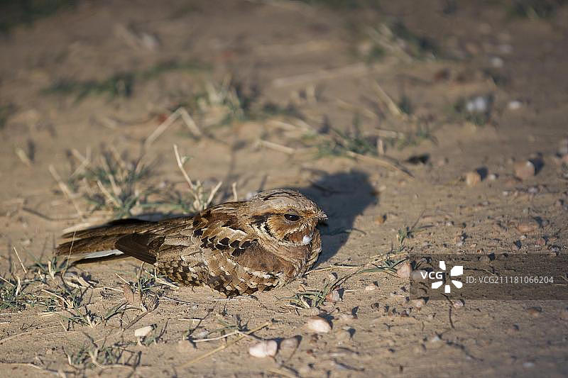 裸领夜鹰，成鸟，栖息在巴西马托格罗索州潘塔纳尔的地面上图片素材