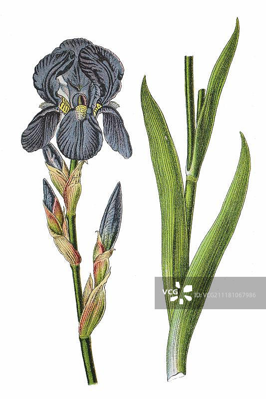 德国鸢尾花，药用植物，1796年历史彩色石印图片素材