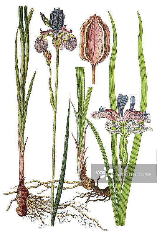 西伯利亚鸢尾花和草叶鸢尾，药用植物，1796年图片素材