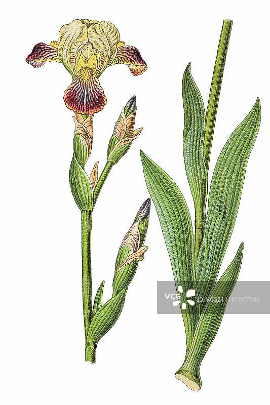 棕色花朵的鸢尾花，药用植物，1796年历史彩 lithograph图片素材