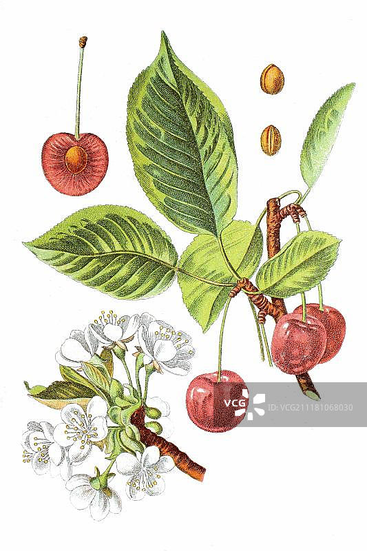 酸樱桃（欧洲酸樱桃），药用植物，1796年历史彩色石印图片素材