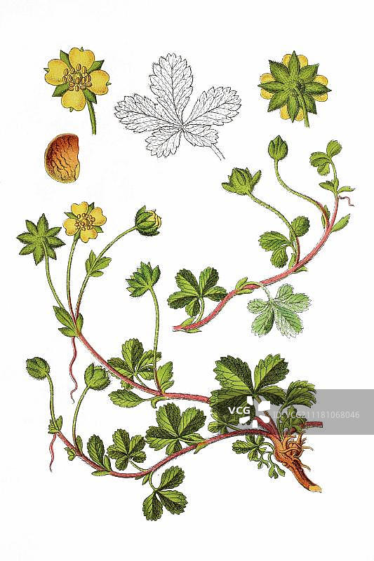 委陵菜，药用植物，1796年历史彩色石印画图片素材