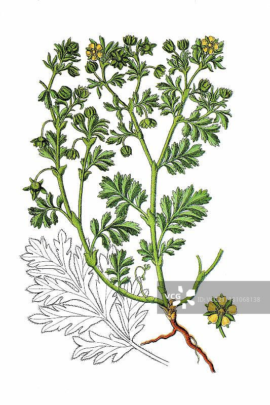 委陵菜(Potentilla supina)，药用植物，1796年图片素材