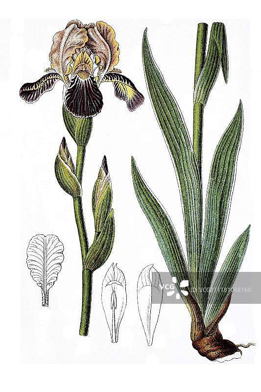 高大的鸢尾花（鸢尾），药用植物，1796年左右的历史彩色石印图片素材
