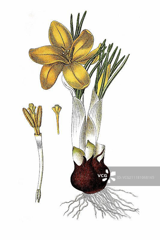 荷兰黄番红花（Crocus flavus），药用植物，1796年左右的历史彩色石印画图片素材