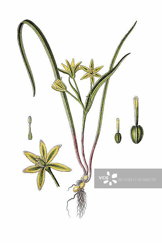 约1796年草地顶冰花药用植物历史彩色石版画图片素材