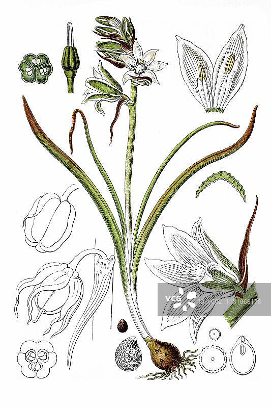 伯利恒之星（Ornithogalum boucheanum）物种，药用植物，1796年左右的历史彩色石印图片素材