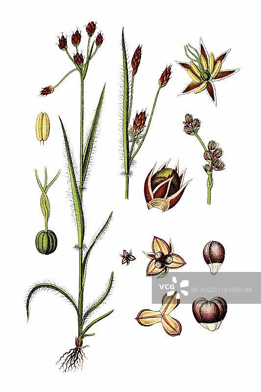 田野灯心草，古德弗里达草（Luzula campestris），药用植物，1796年左右的历史彩色石印图片素材