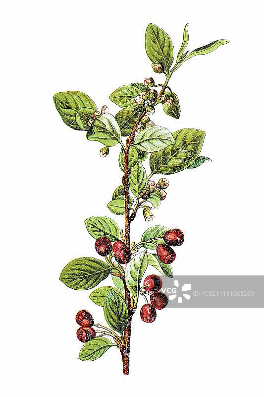 栒子（Cotoneaster integerrimus），药用植物，1796年左右的历史彩色石印图片素材