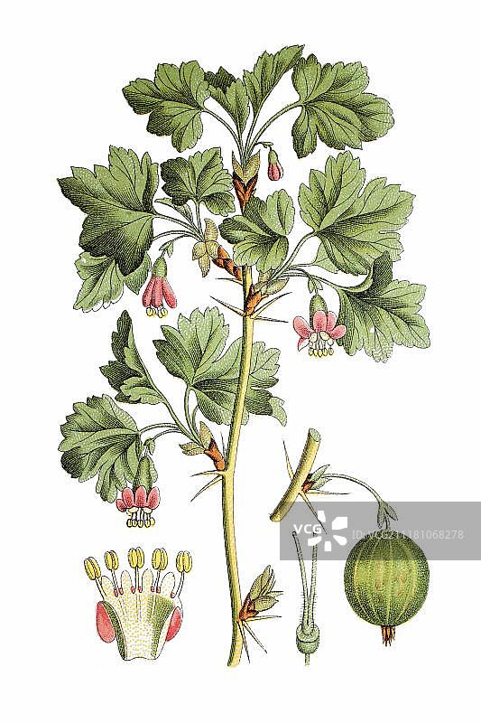 醋栗（Ribes grossularia uvacrispa），药用植物，1796年左右的历史彩 lithograph图片素材