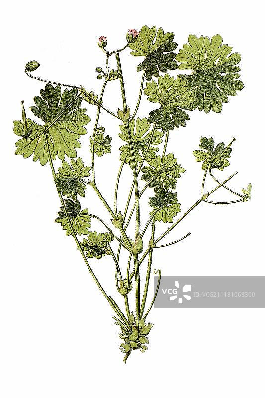 小花香草（Geranium molle），药用植物，约1796年历史彩石版画图片素材