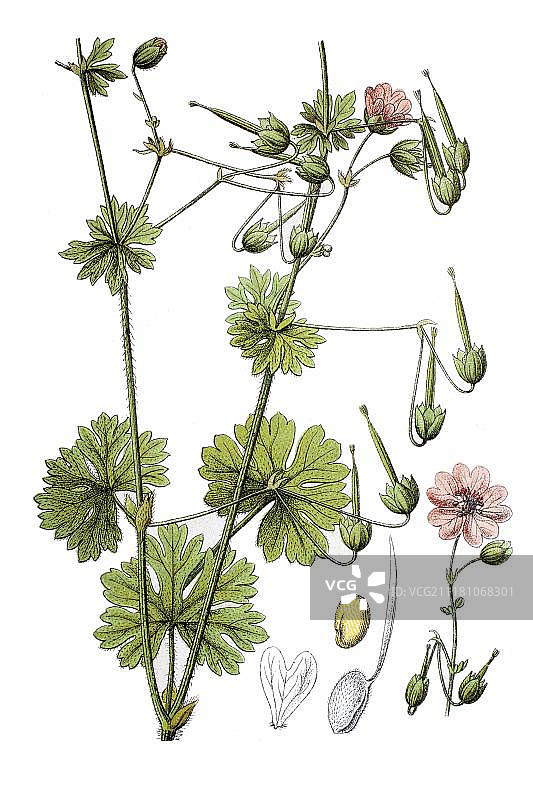比利牛斯老鹳草（Geranium parenaicum），药用植物，约1796年历史彩色石印画图片素材