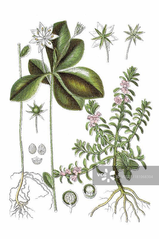 左：欧洲延龄草，右：海滨矶松，药用植物，约1796年图片素材