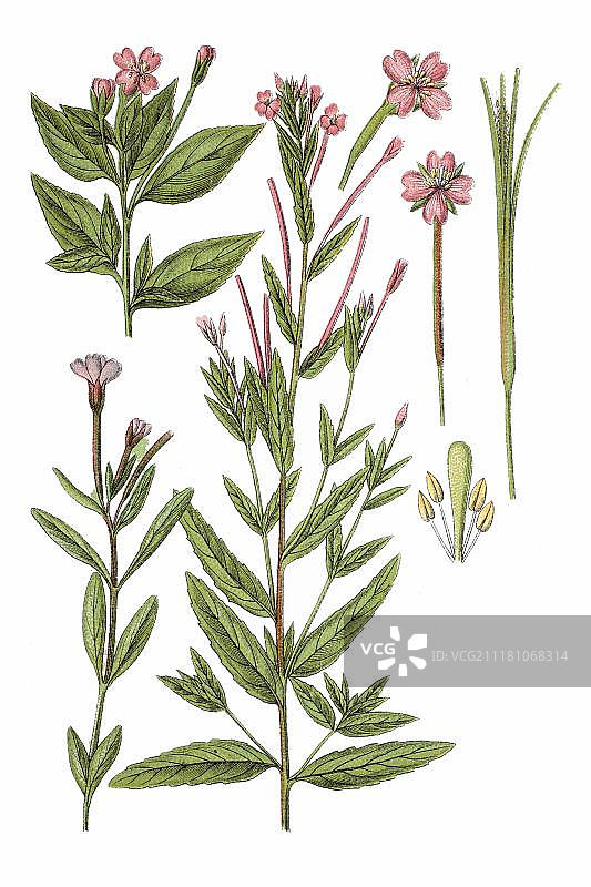 柳叶菜，植物，1796年图片素材