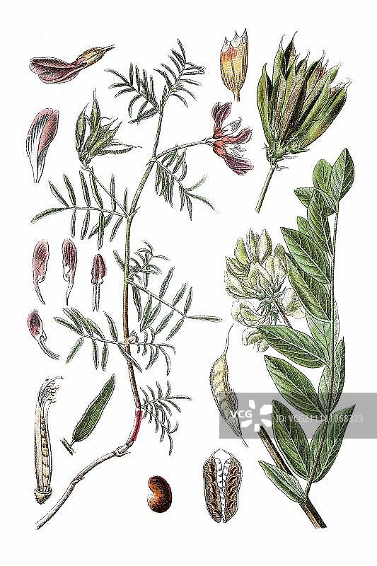 左：沙地米芪，右：光果米芪，药用植物，约1796年历史的彩色石印图片素材