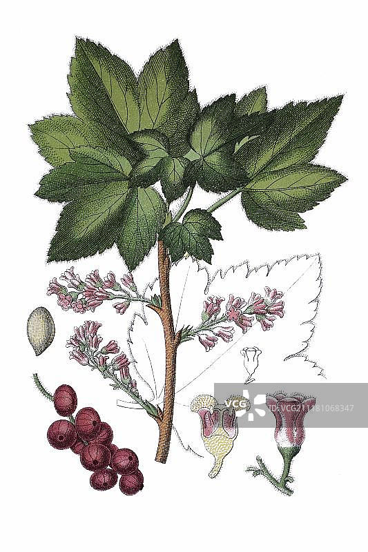 药用植物岩生茶藨子（约1796年彩色石印画）图片素材