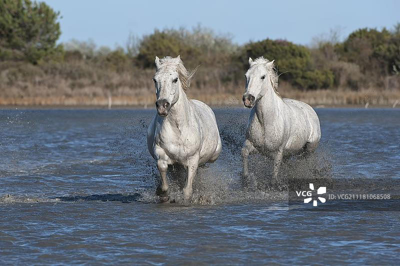 卡马格马在法国水中奔跑图片素材