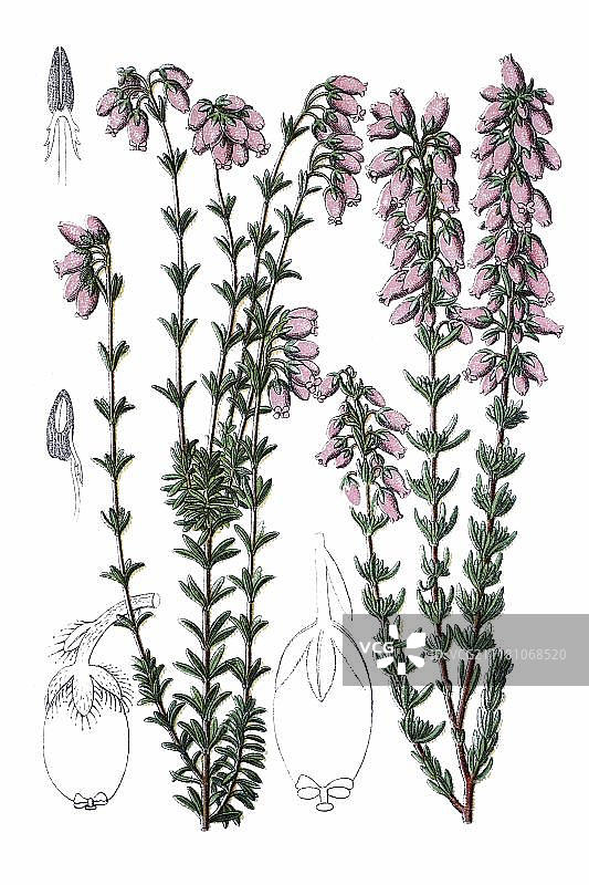 左侧为四裂叶欧石楠，右侧为钟石楠，药用植物，1796年历史彩色石版画图片素材