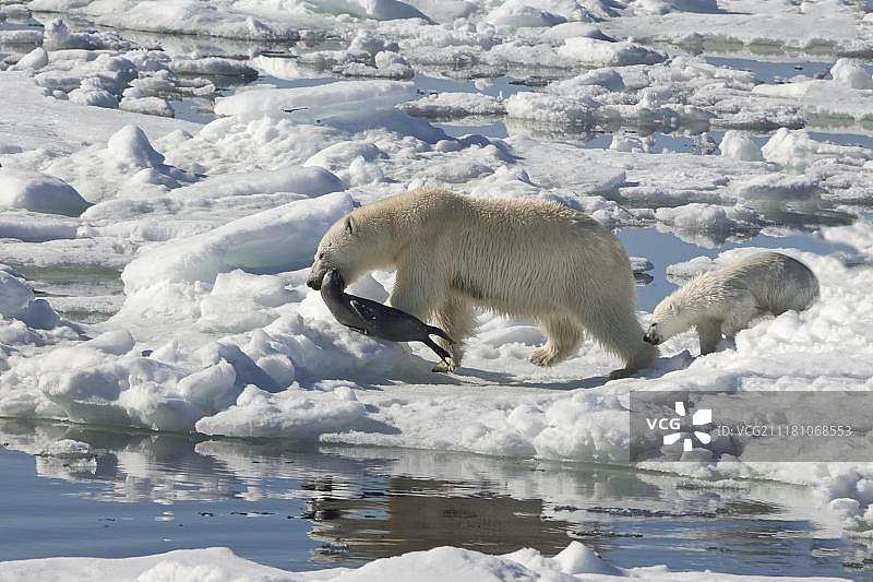 北极熊母熊拖着环纹海豹，带着幼崽，斯瓦尔巴群岛，巴伦支海，挪威，欧洲图片素材