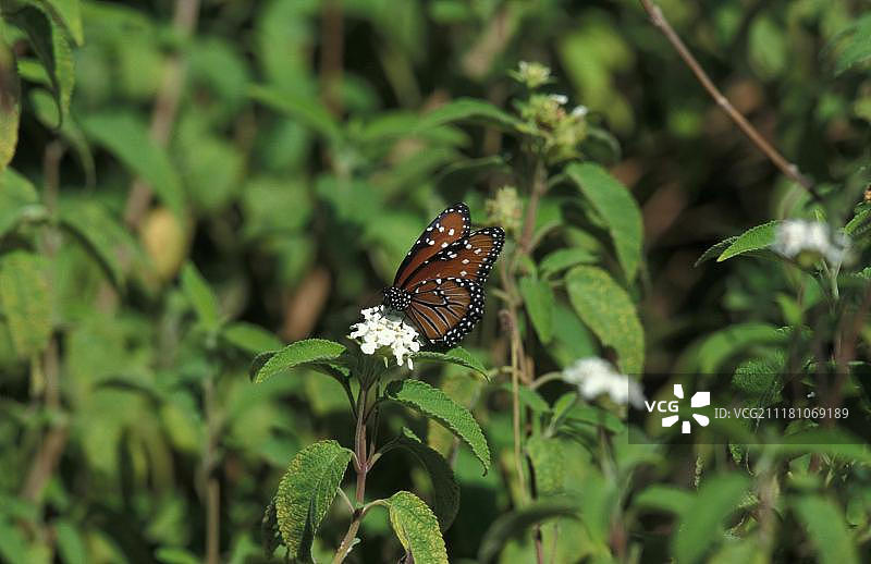 皇后蝴蝶，伊莎贝拉岛，加拉帕戈斯群岛，厄瓜多尔，南美洲图片素材