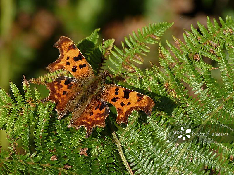 蛱蝶在英国格洛斯特郡的蕨叶上晒太阳图片素材