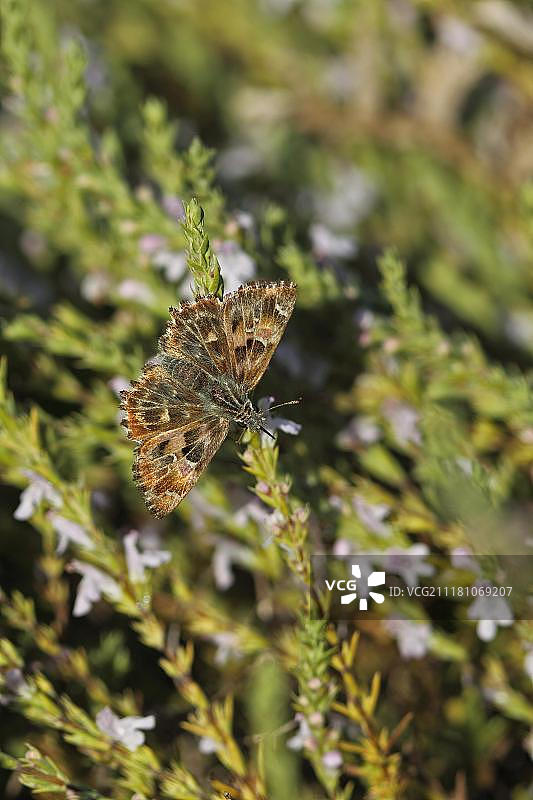 欧洲保加利亚锦葵跳跃虫成虫在花朵上觅食图片素材