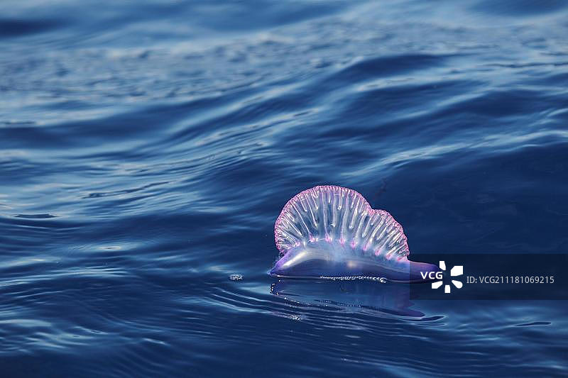 漂浮在海洋表面的僧帽水母，亚速尔群岛图片素材