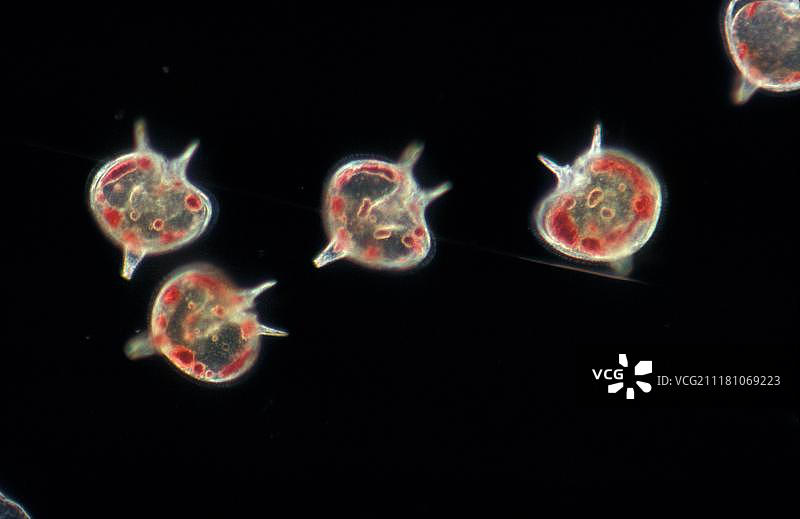 浮游生物，腰鞭毛虫(Peridinium depressum)，x43图片素材