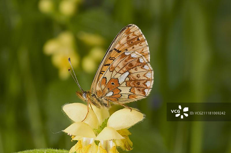 珠母贝贝母蝶（Boloria euphrosyne），成虫，腹面，停留在花头上，英国，欧洲图片素材