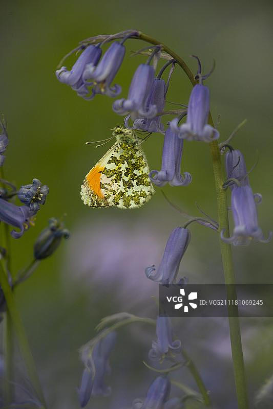 在风信子花上休息的橙色尖端蝴蝶（雄性），德比郡，英国图片素材