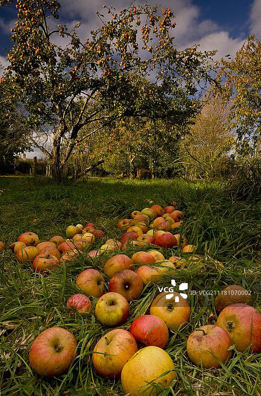 人工栽培的苹果落地，位于英国多塞特郡的果园中图片素材