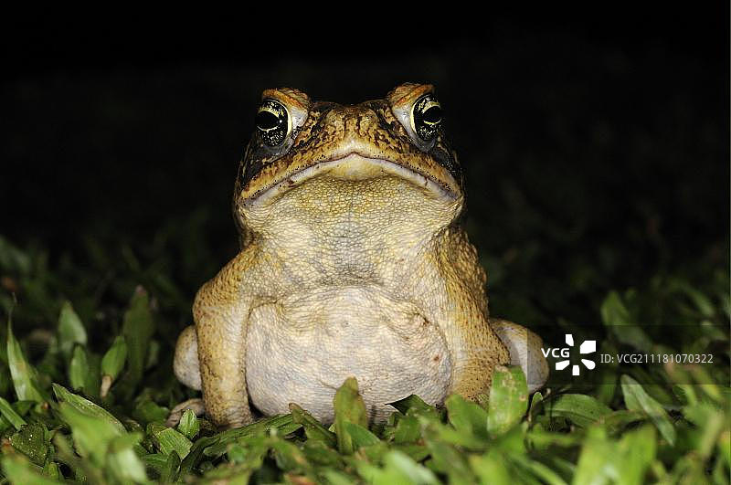 海蟾蜍（Rhinella marina, Bufo marinus），成年，夜间觅食，圭亚那伊沃克拉马图片素材
