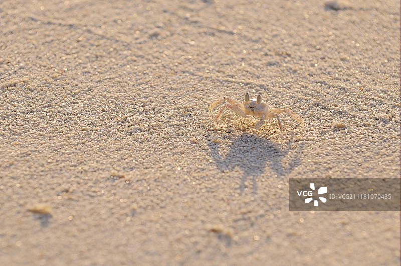 幼年角眼沙蟹，站立在马尔代夫的沙滩上图片素材