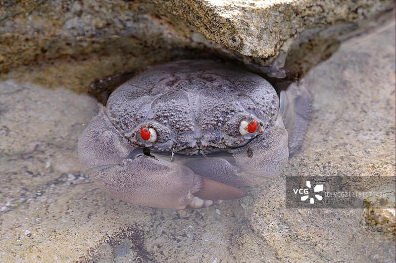 红眼蟹（Eriphia ferox），成年，在马尔代夫岩石池的浅水中，亚洲图片素材