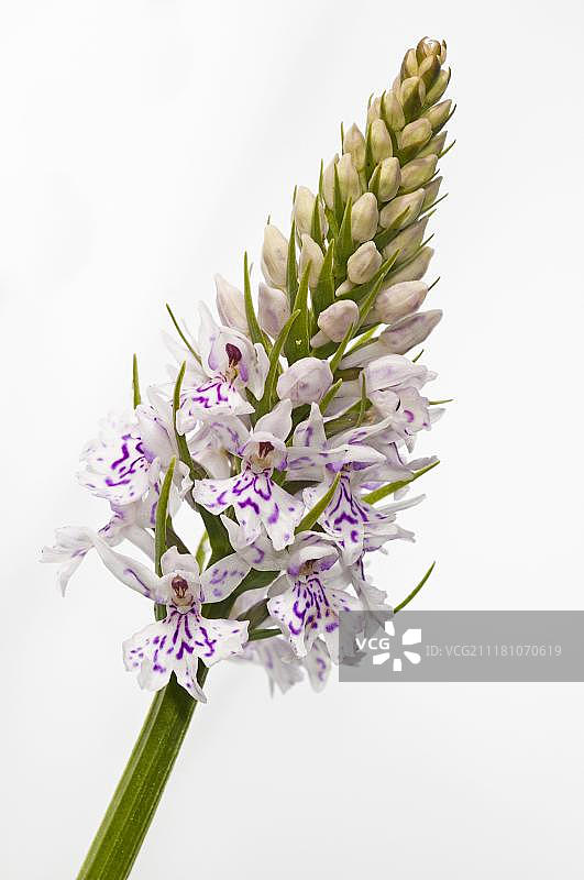 普通斑点兰花特写图片素材