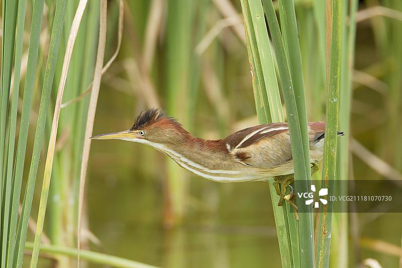 小苇鳽（成年雌性）图片素材